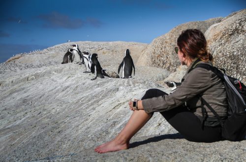 Пингвины в ЮАР