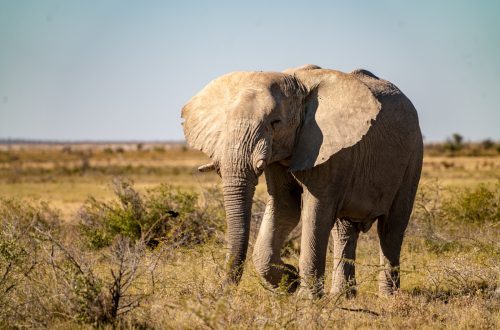 Слон в Африці