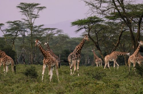 Жирафи в Кенії
