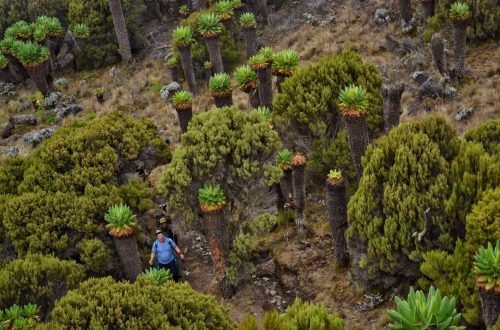 сенеция - эндемик Килиманджаро