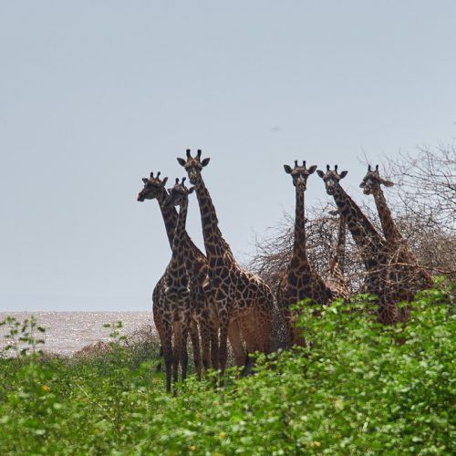 Жирафы сафари в Танзании