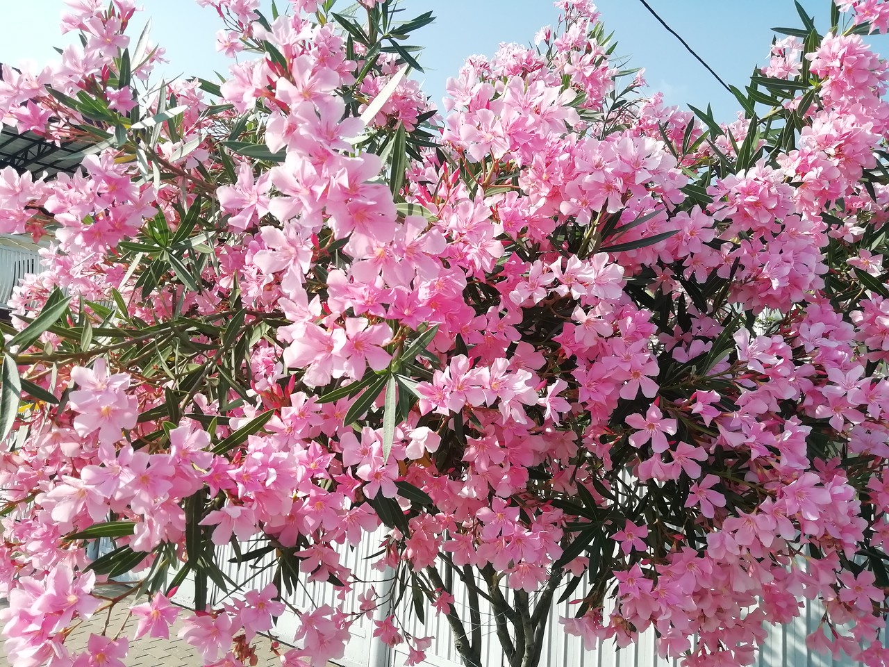 Квіти в Батумі