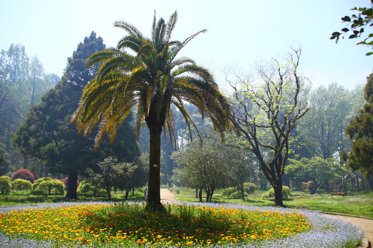 ботанічний сад в Батумі