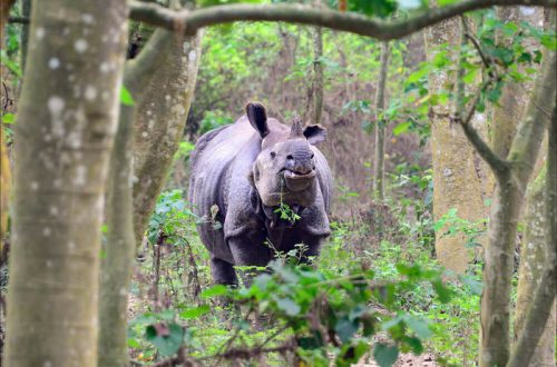 Носорог на экскурсии в Читване