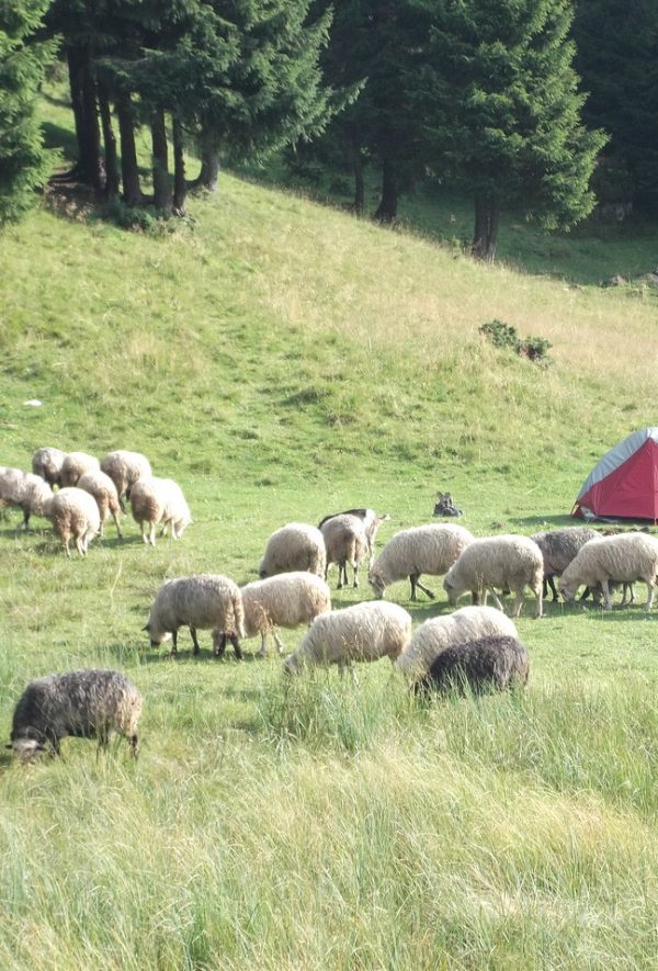 стадо овец в Карпатах
