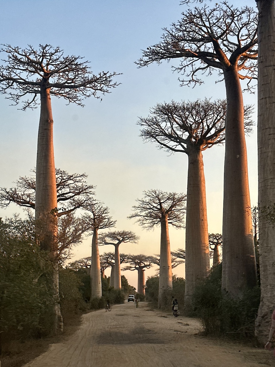 Аллея Баобабов – поход на Мадагаскар