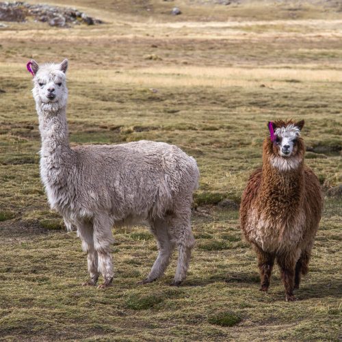 Ламы в Андах