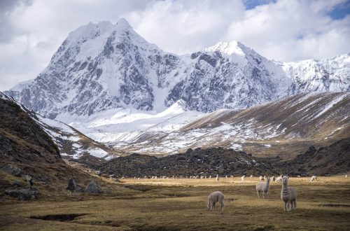 Ламы в Андах