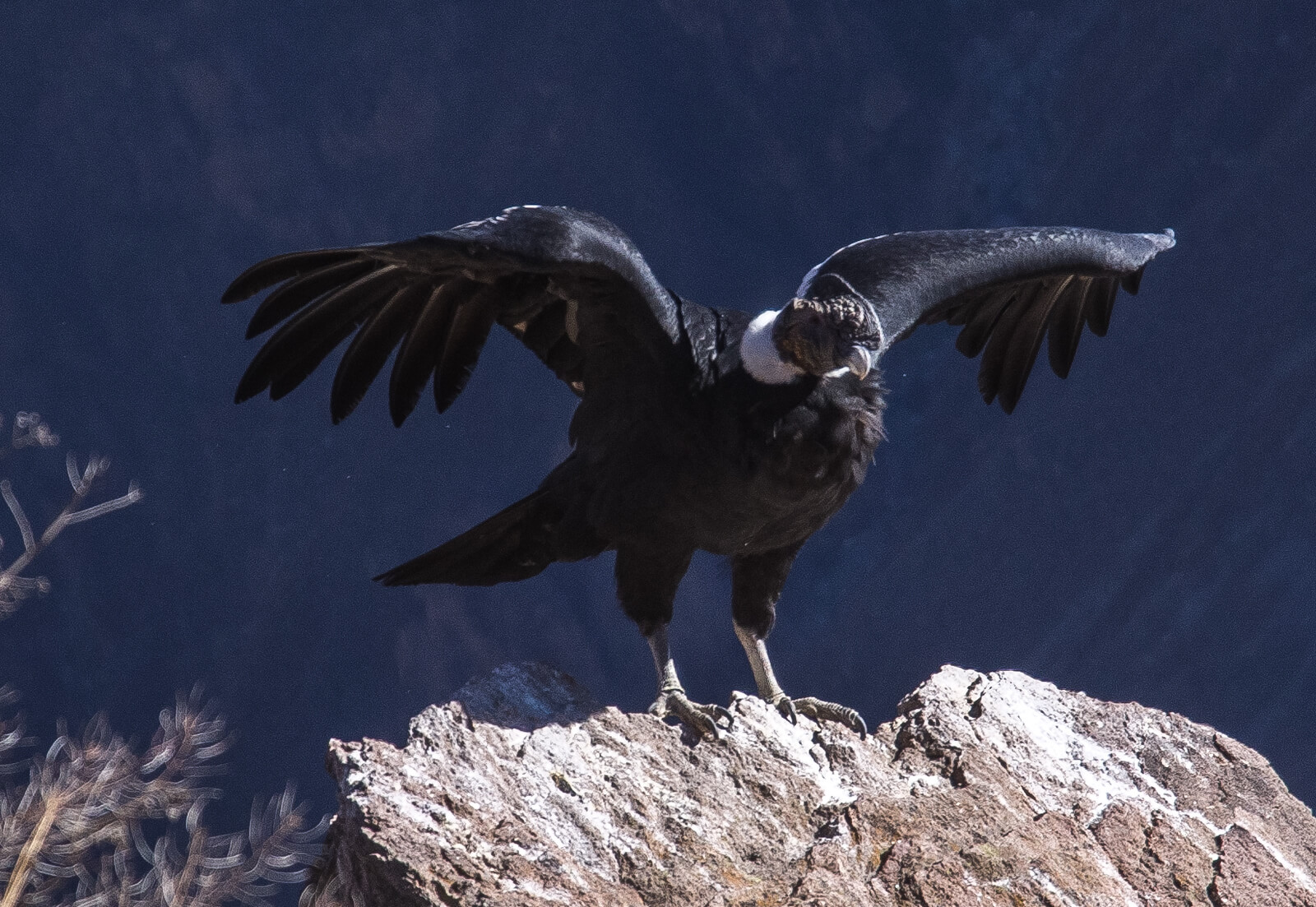 Андский Кондор