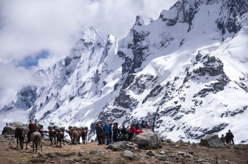 Мулы в горах Перу