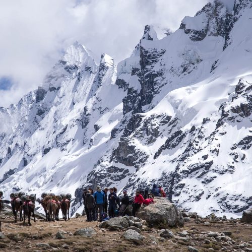 Мулы в горах Перу
