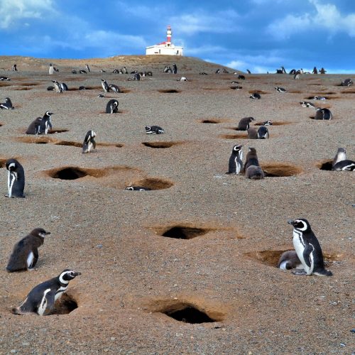 Пингвины магеллана на о. Магдалена