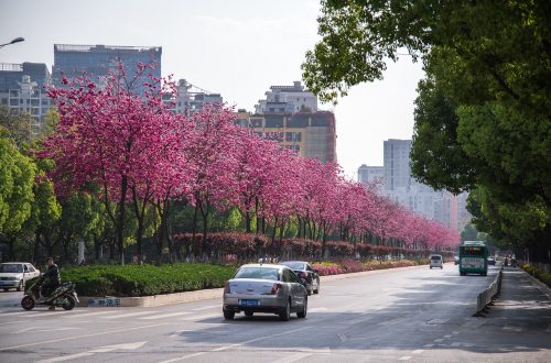 Цветение сакуры в Китае
