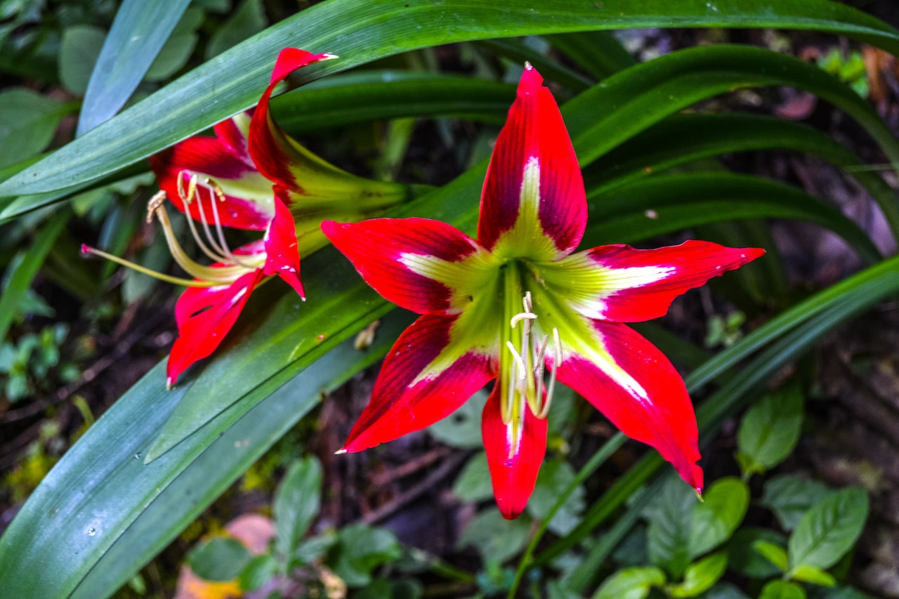 цветы в сельве Боливии