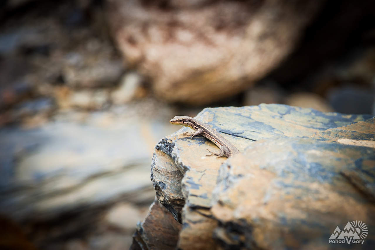 Ящерица в Грузии