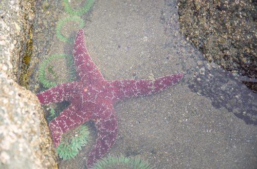 Природа Канади. Морська зірка на Вест Кості