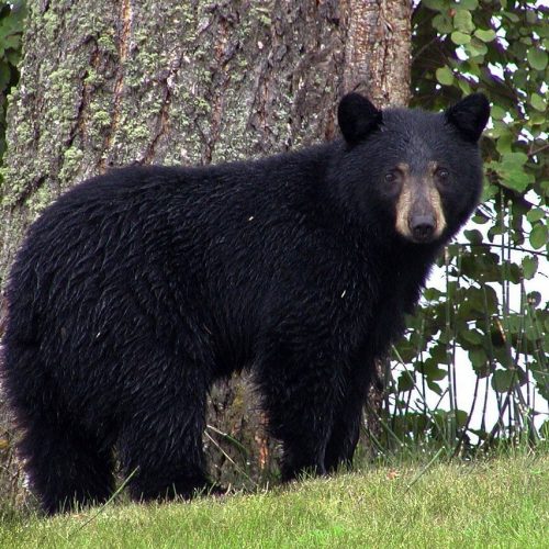 Черный медведь в Канаде