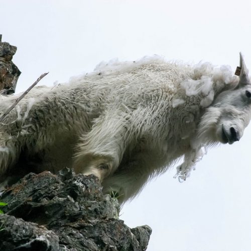 Гірський козел в Канаді