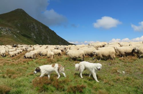 Овцы в Карпатах