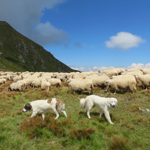 Овцы в Карпатах