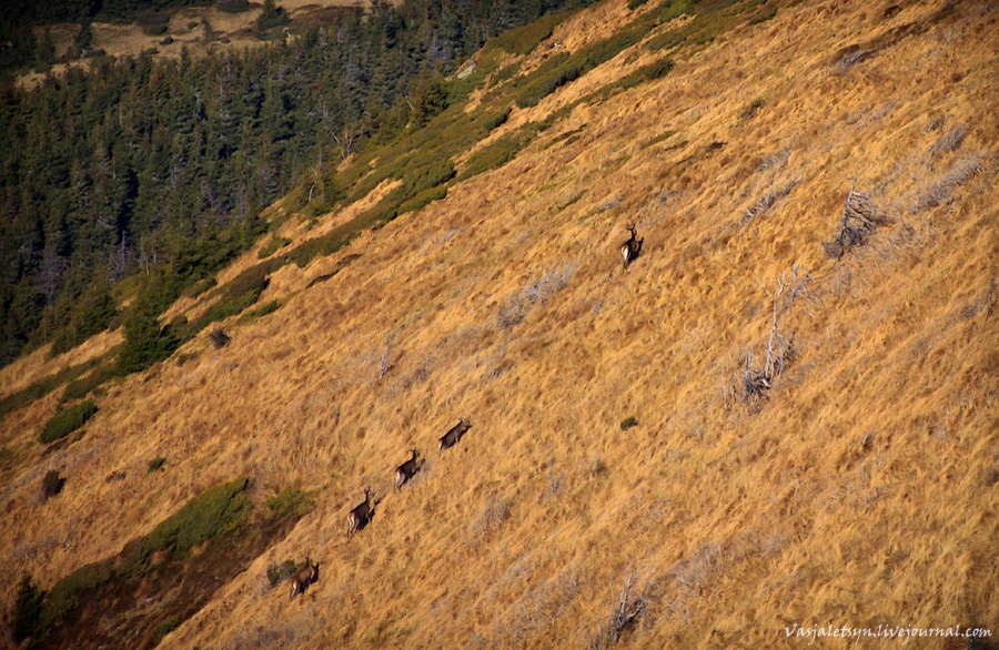 дикие животные в Карпатах