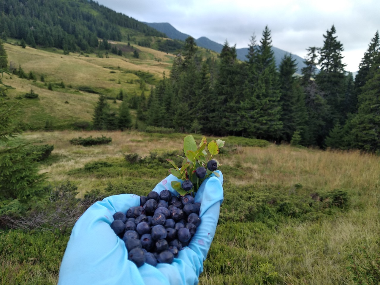 Черника в походе по Карпатам
