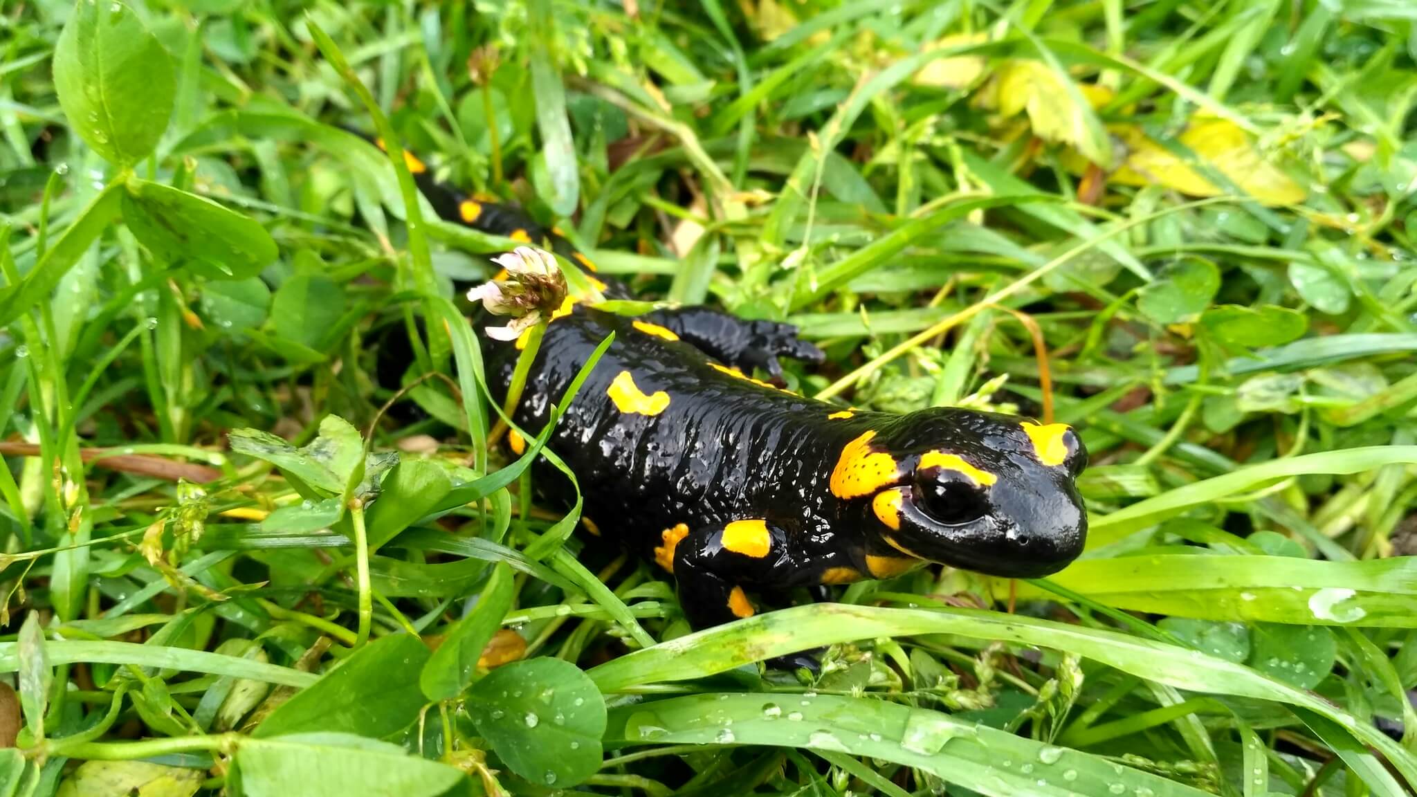 Саламандра карпатська фото