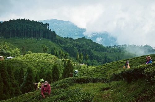 Тури в Дарджилінг на чайні плантації