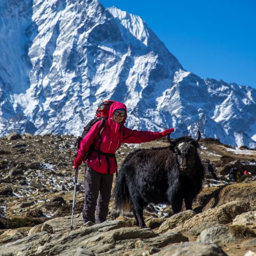 Яки в Непале. Гималайское высокогорье