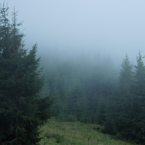 Карпатський ліс в хмарі