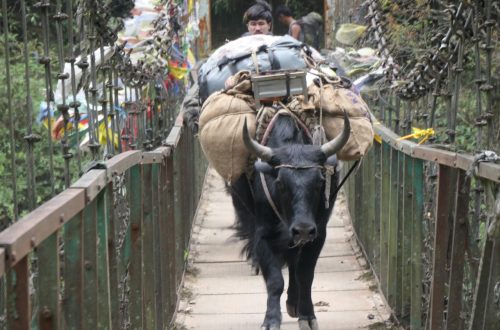 яки - транспорт рюкзаків в Індії
