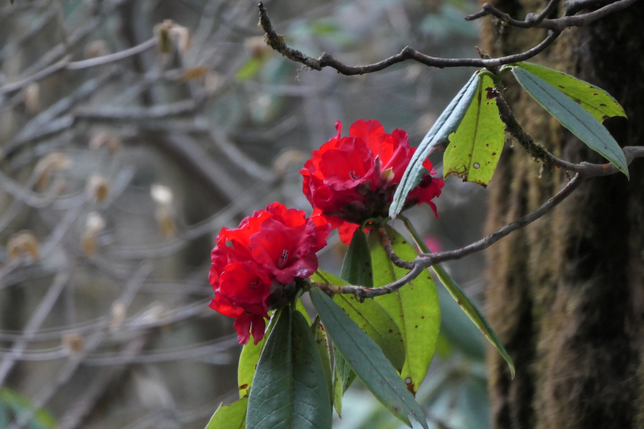 рододендроны в Индии