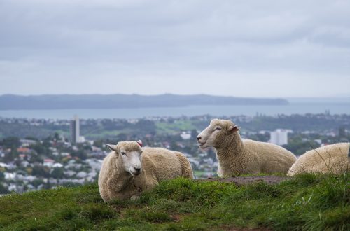 Овцы - национальный символ страны