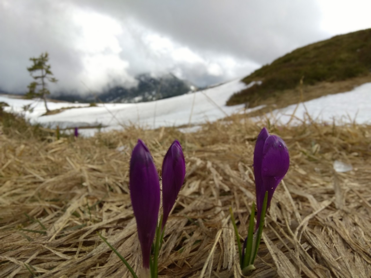 Крокусы в горах