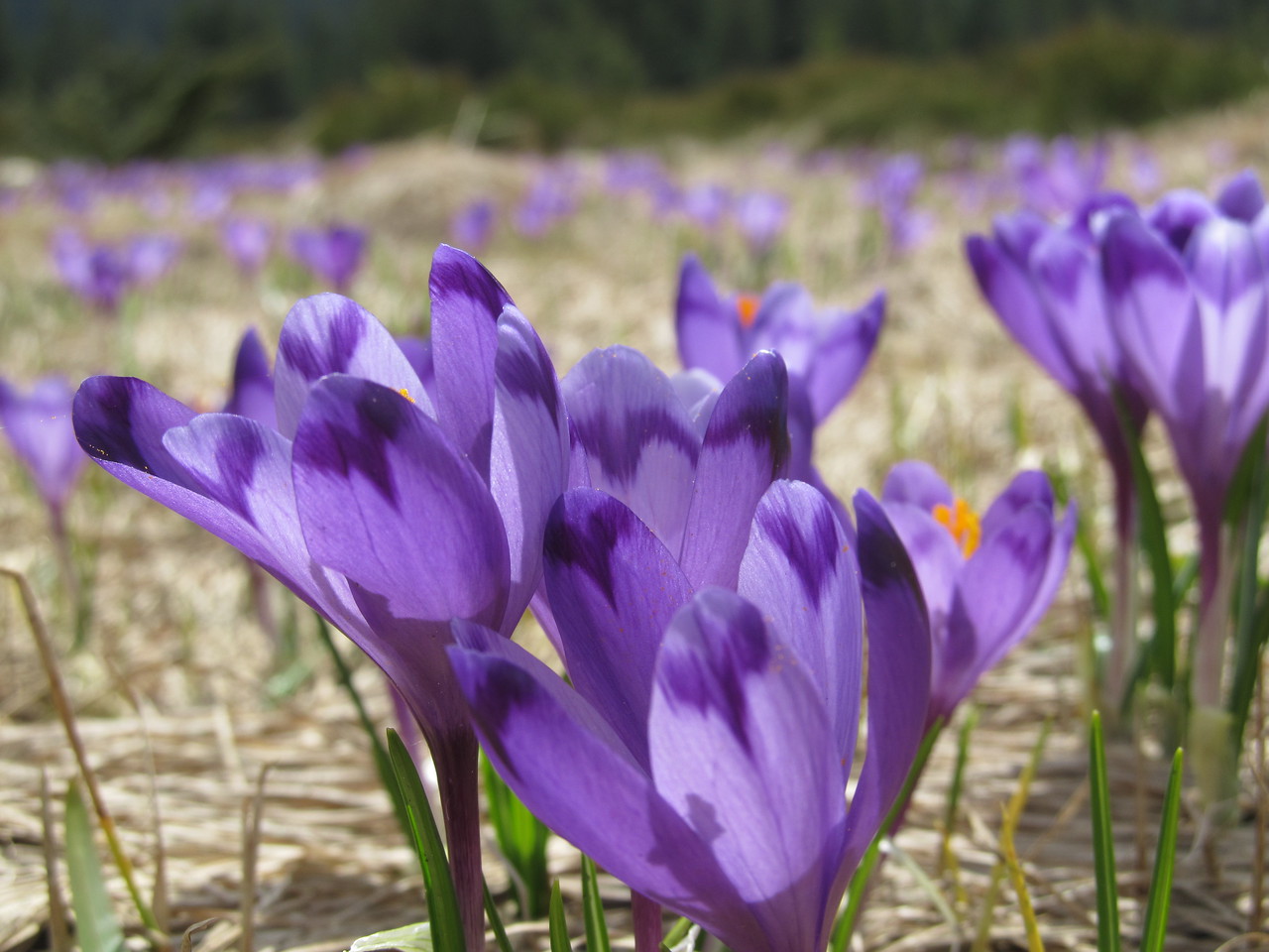 Крокусы