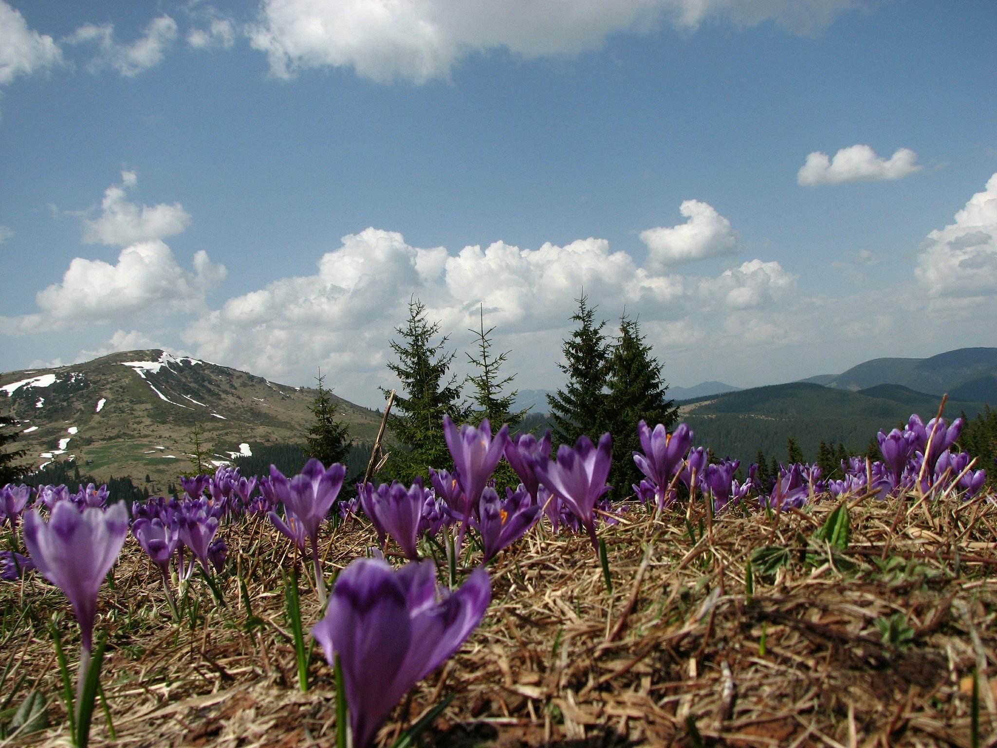 Крокусы в Карпатах