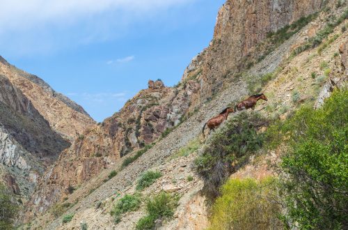 Кони в каньоне