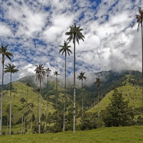 Восковые пальмы в Колумбии