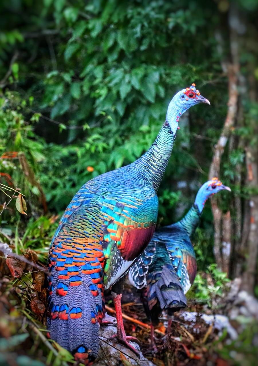 Павлины в Гватемале