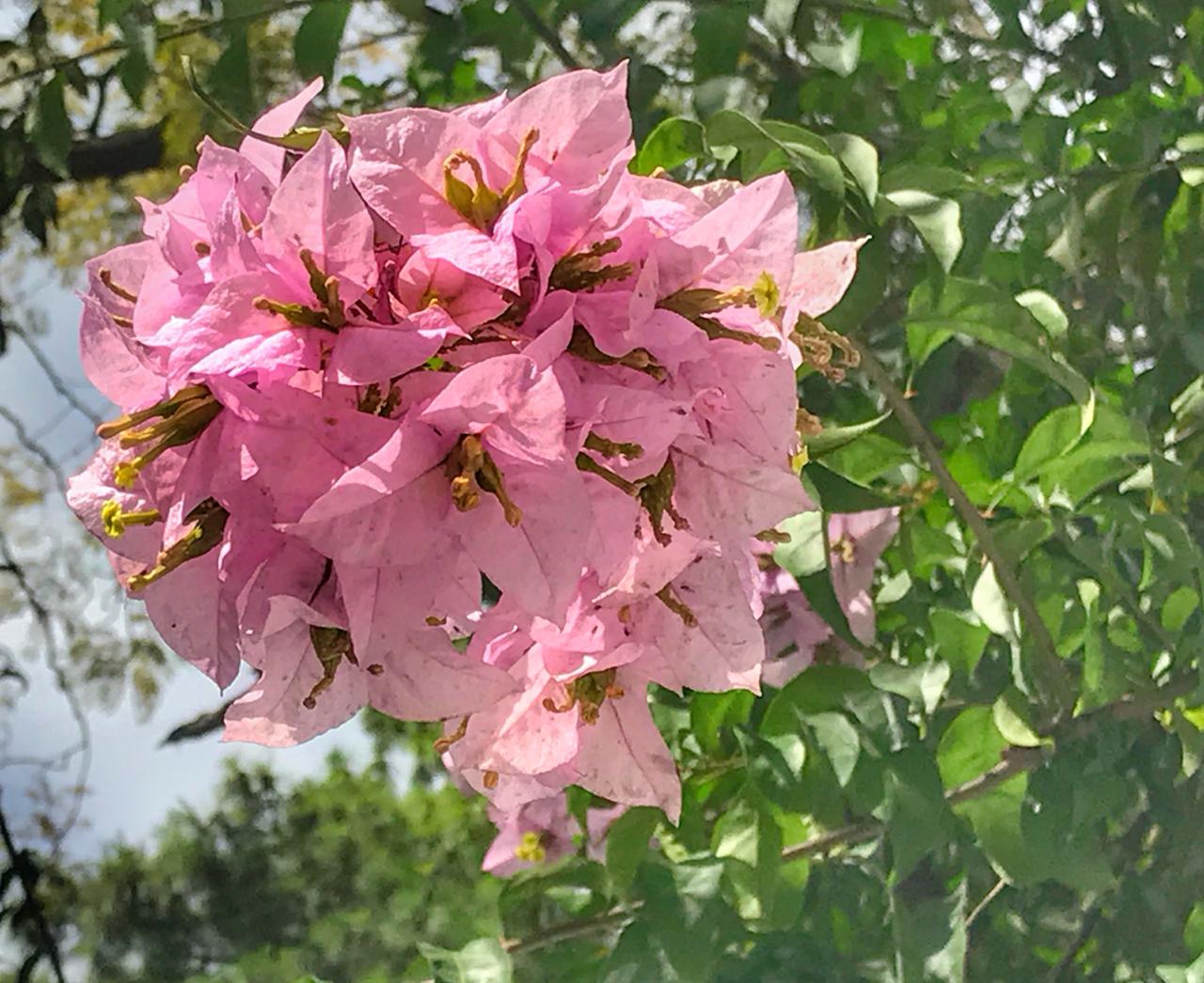 Тропические цветы