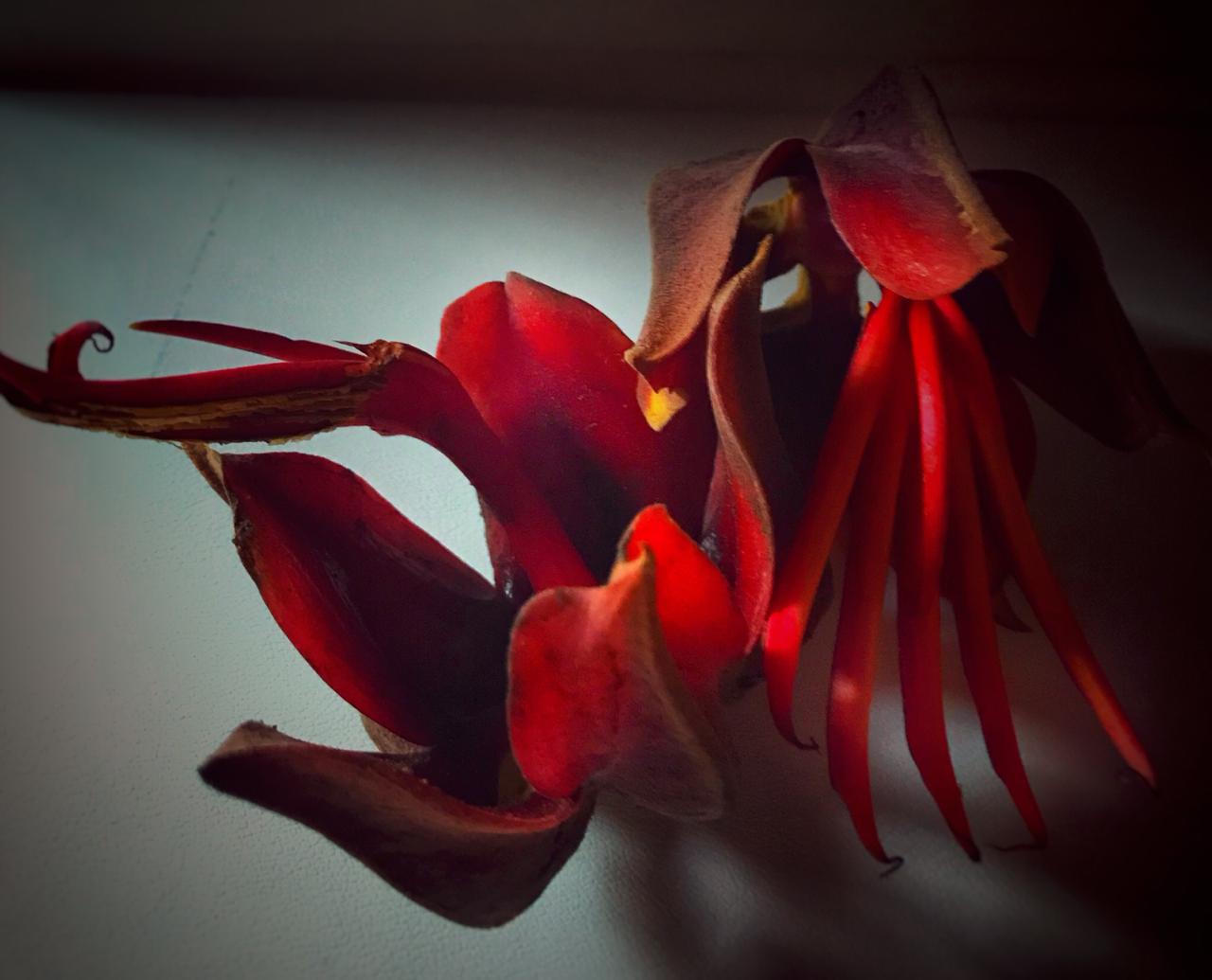 Тропические цветы в Гватемале