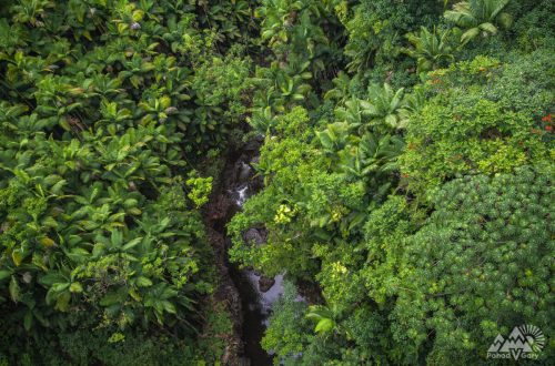 Пальмовый лес в тропиках. Гавайские острова