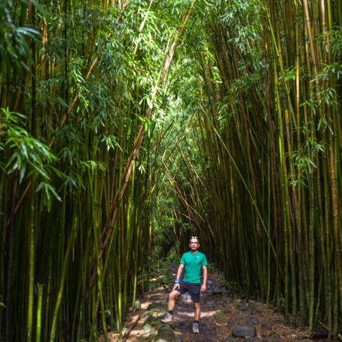 Бамбуковий ліс