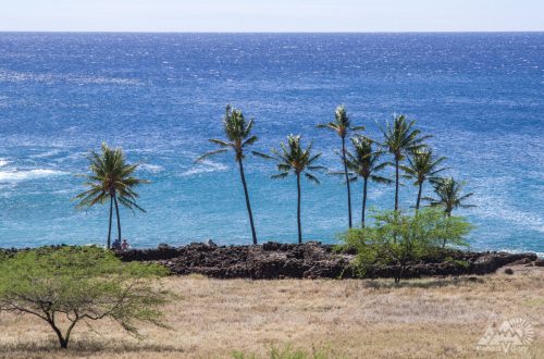 Пальми і море. Пляж на Гаваях