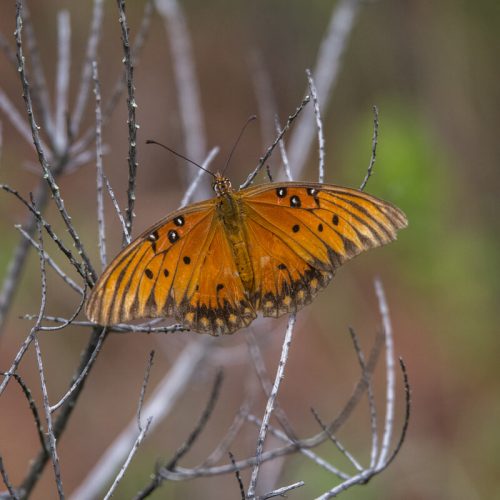 Тропічний метелик