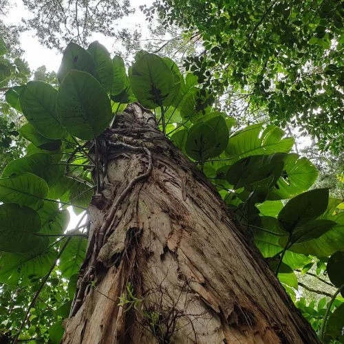 Монстера - гіганське дерево в тропіках