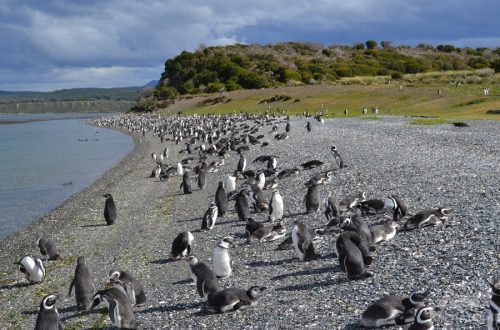 Пингвины магелана