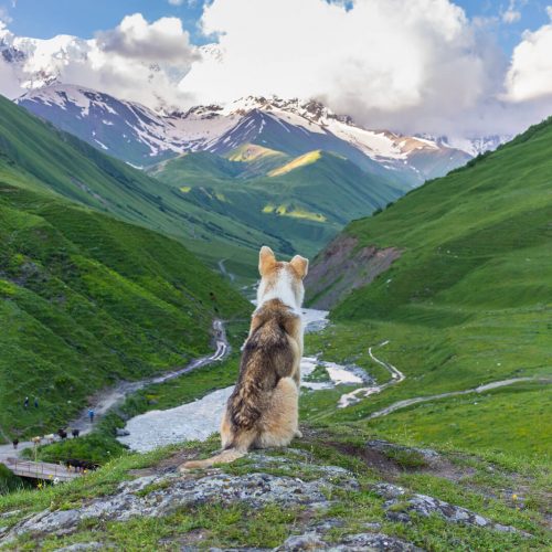 Собака в Кавказских горах