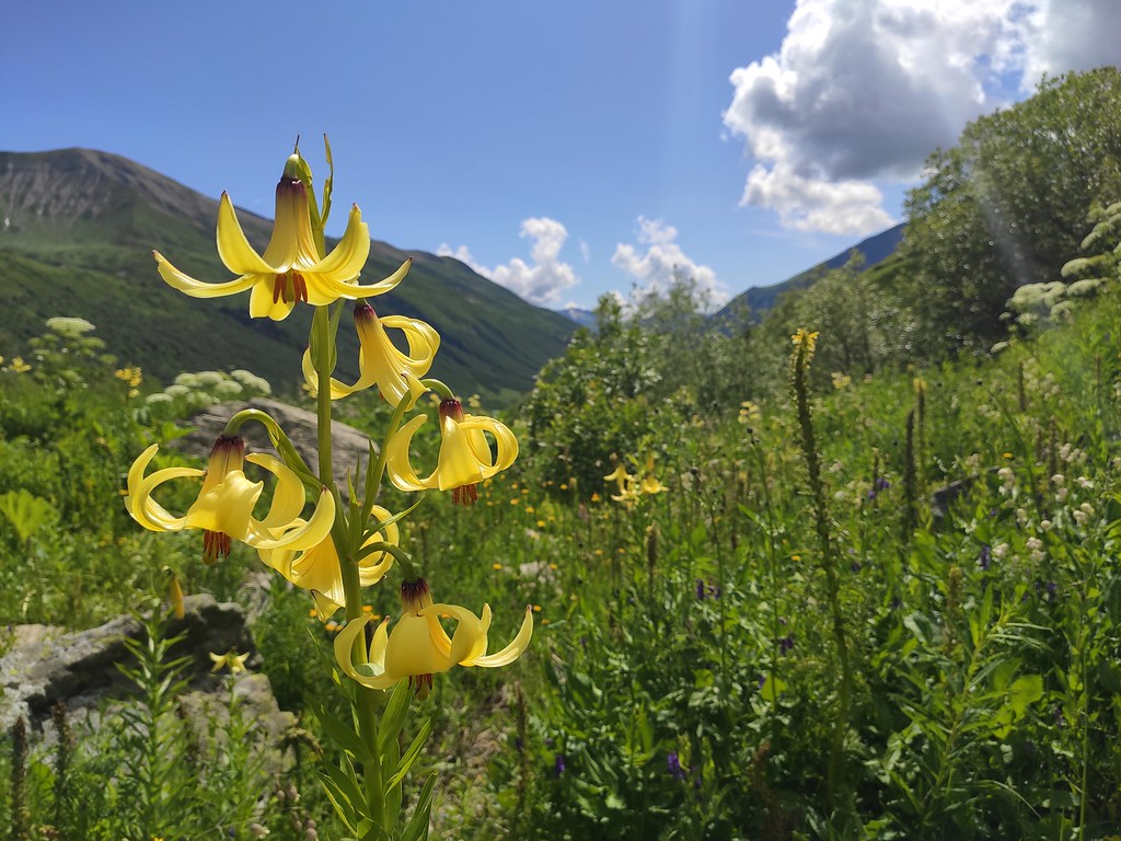 Редкие цветы Кавказа. Лилии возле ледника Шхары