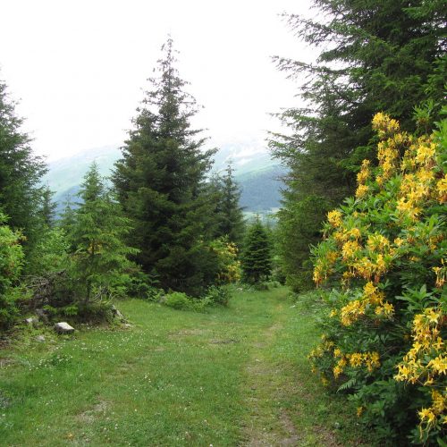 Рододендроновый лес в Сванетии в июне. Перевал перед Жабеши